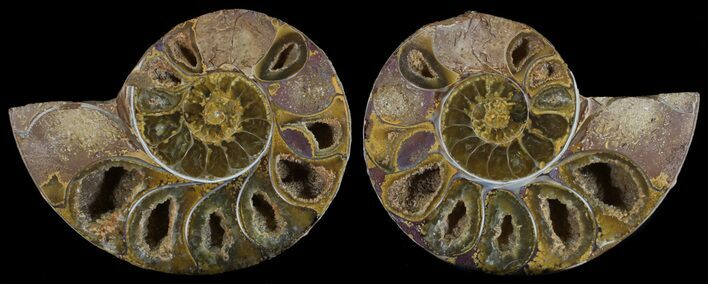 Cut & Polished, Agatized Ammonite Fossil - Jurassic #53812